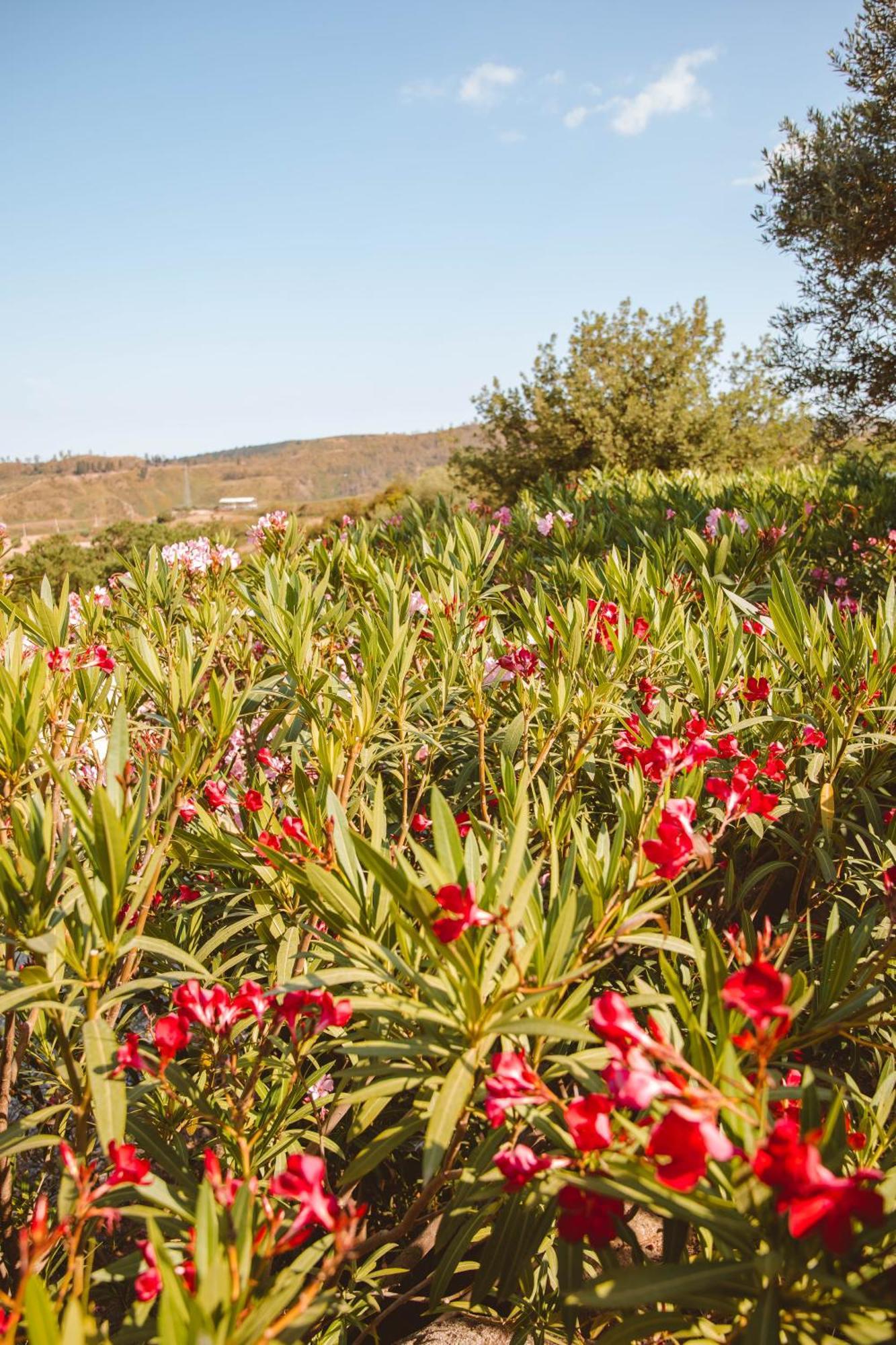 Calami - Villa Romeo - Private Apartments With Pool, Seaview & Olive Grove Santa Caterina Dello Ionio Marina Exterior photo