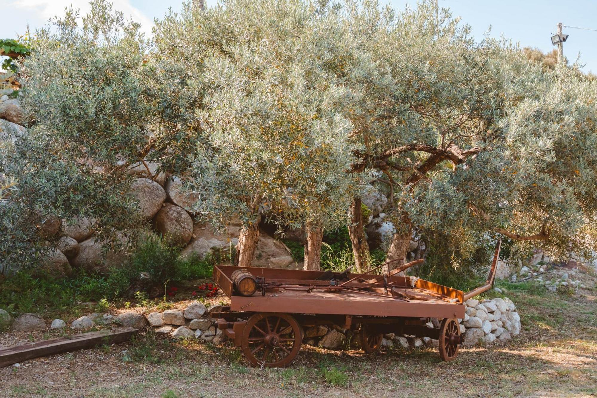 Calami - Villa Romeo - Private Apartments With Pool, Seaview & Olive Grove Santa Caterina Dello Ionio Marina Exterior photo